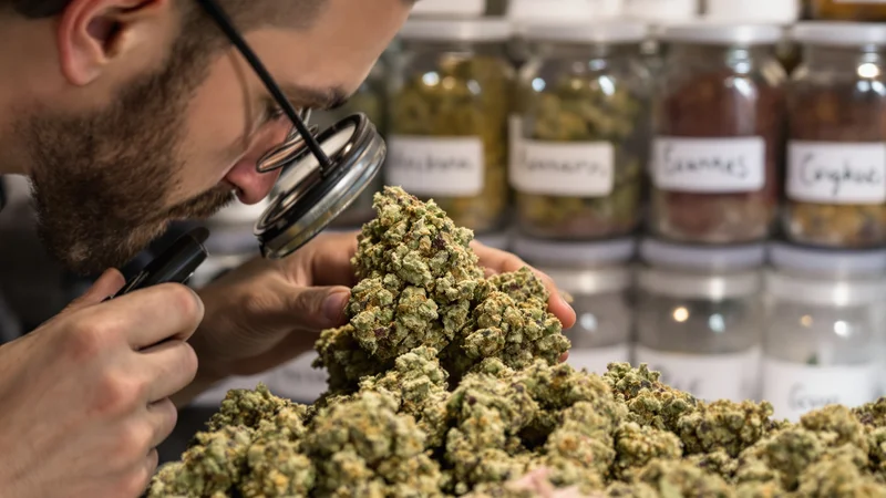 How to Identify Terpene Profiles